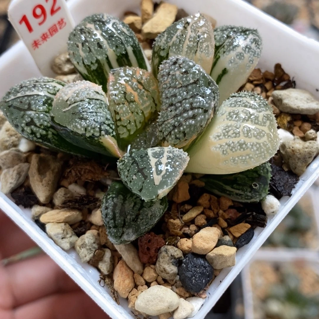 192摩多寿锦一物一图