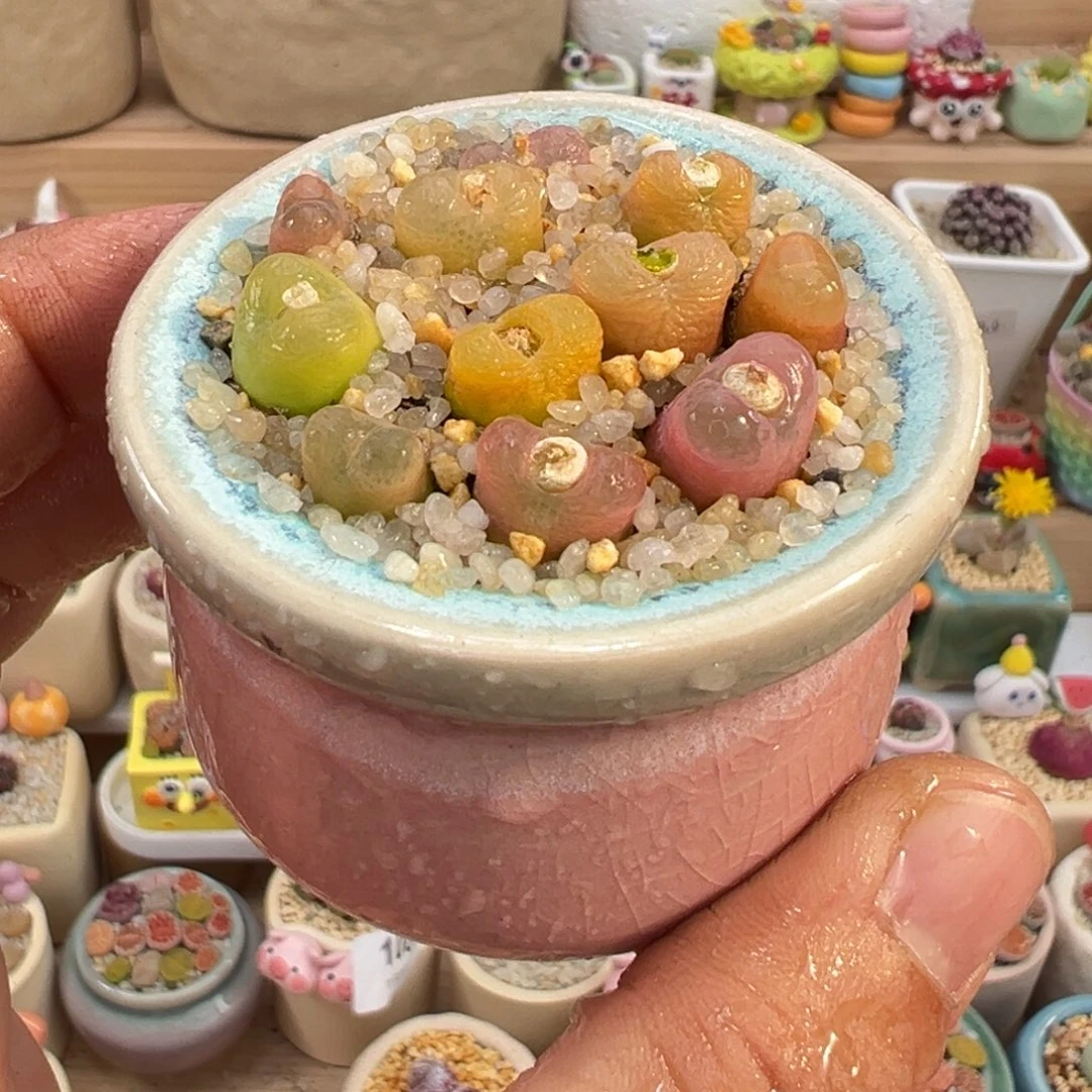 多肉植物实付9.9元包邮8号