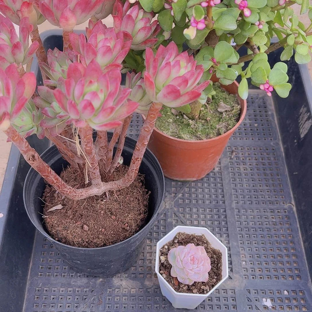 多肉083多肉植物