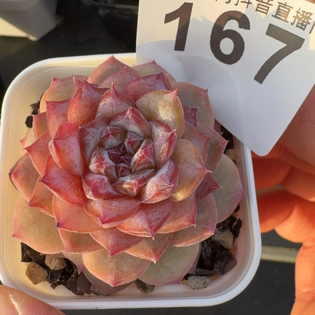 孤品         多肉植物