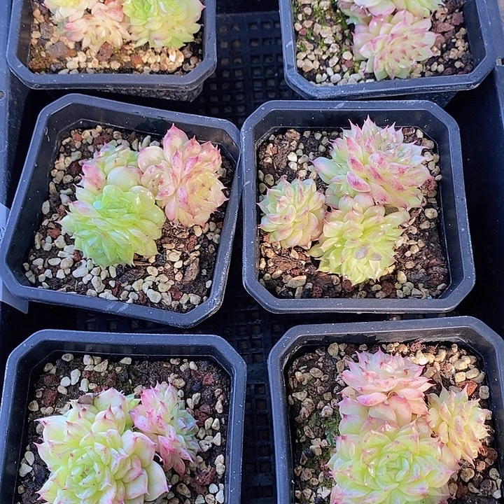 89 多肉植物盆栽花卉