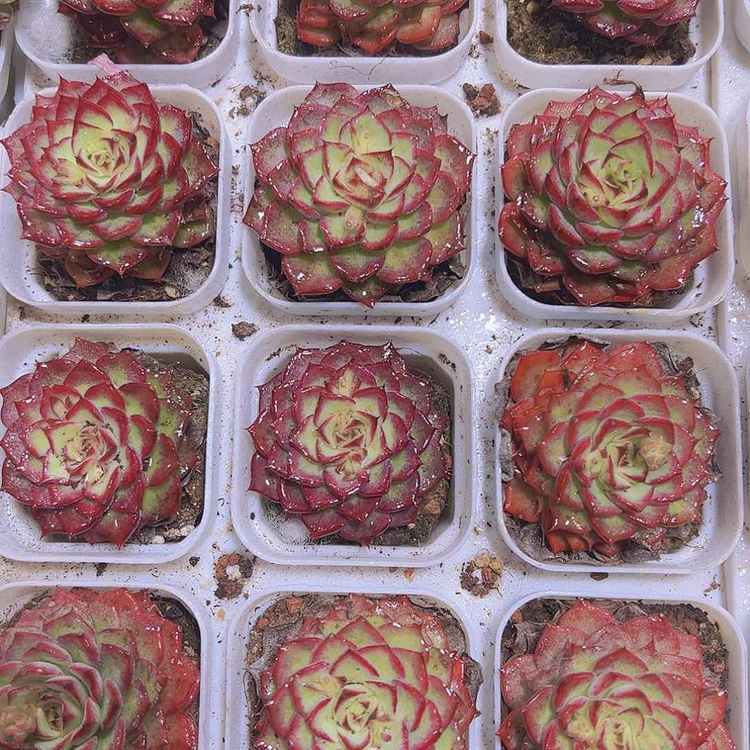 小鸟19包邮多肉植物