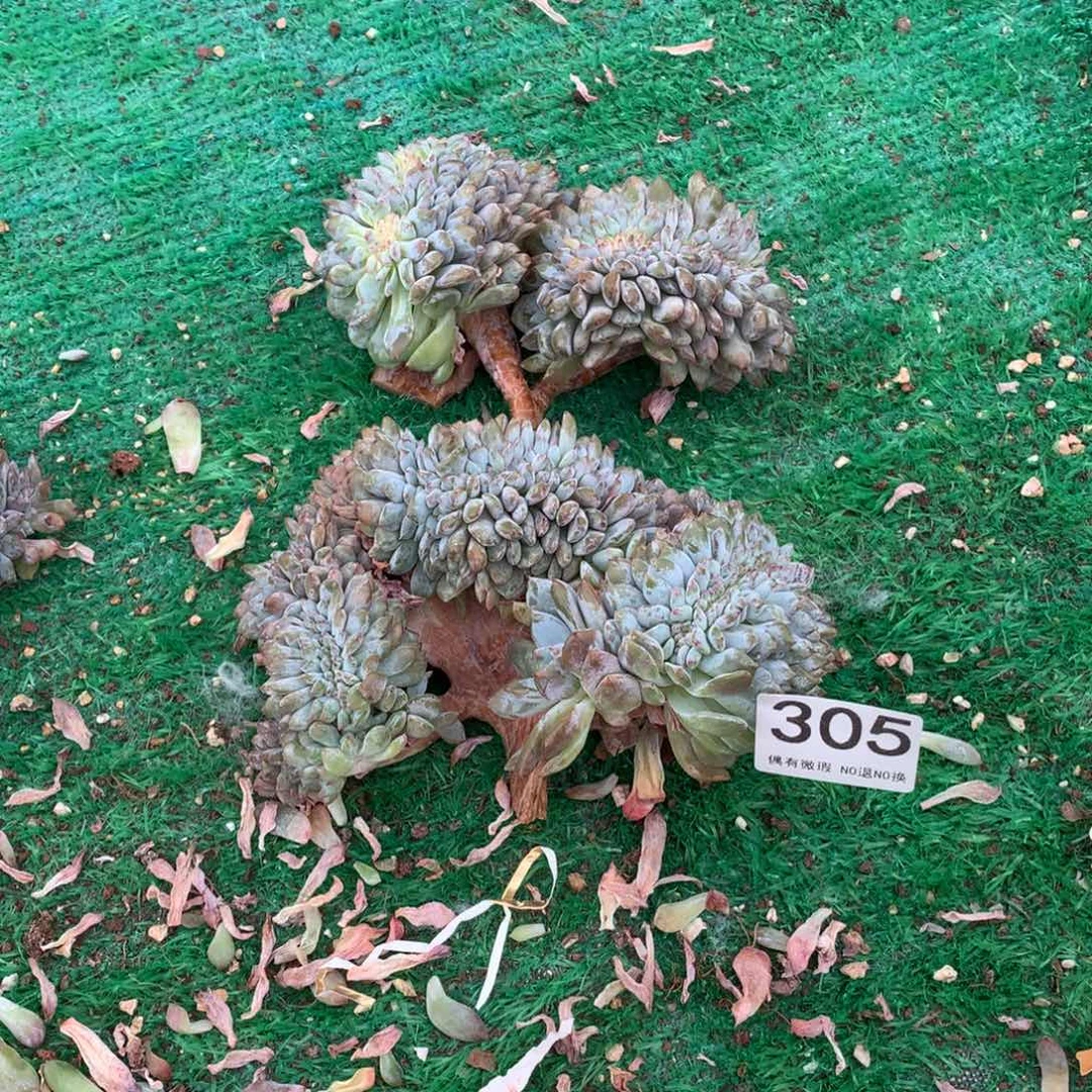 S***n305橙子缀化多肉植物