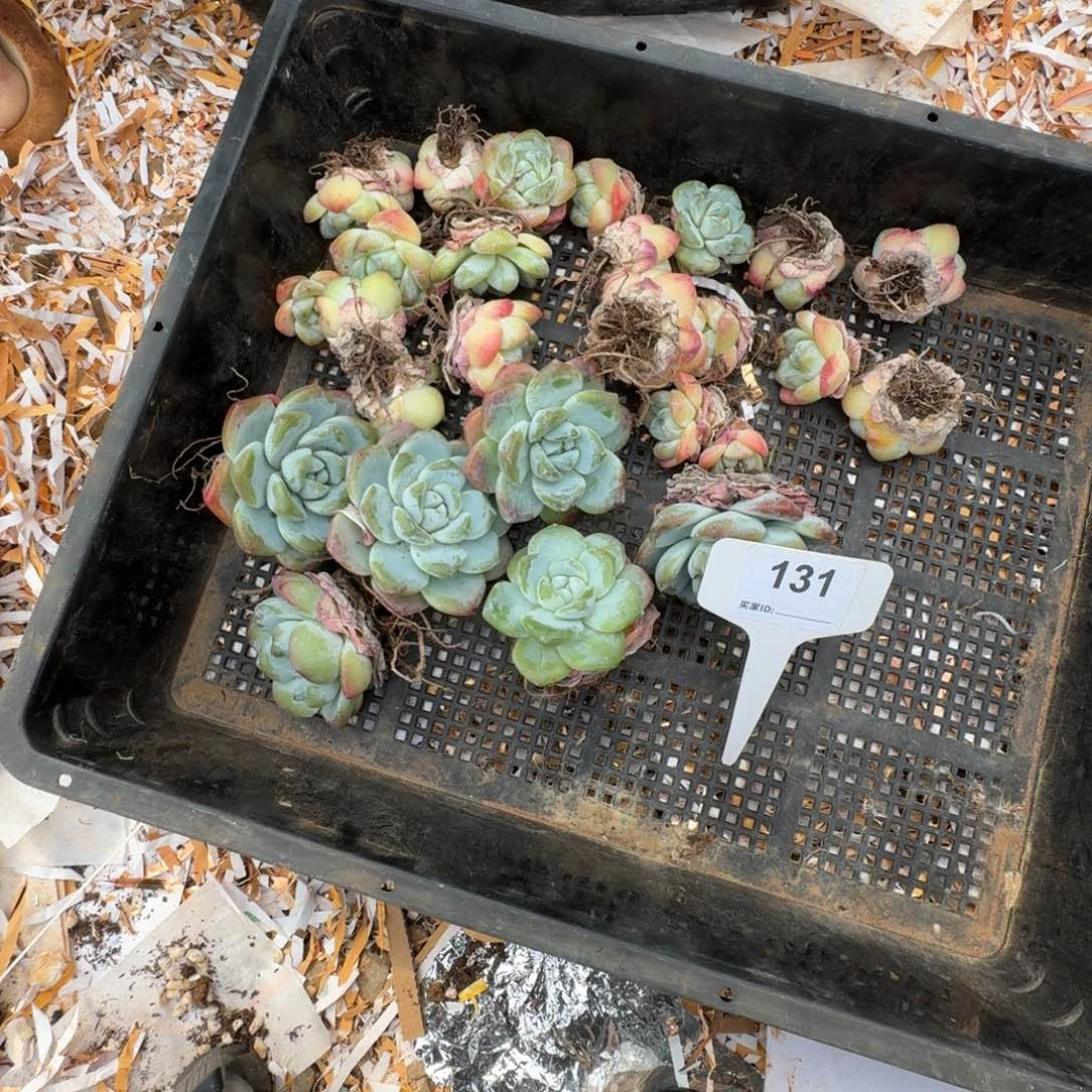 橘***洛冰玉多肉植物20棵不售后131
