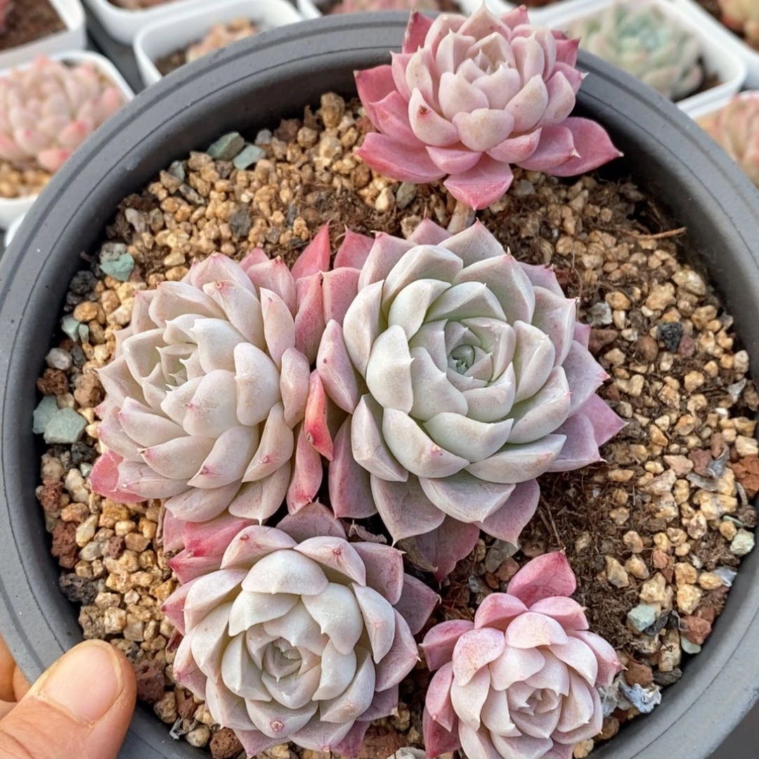 精品多肉一物一拍136