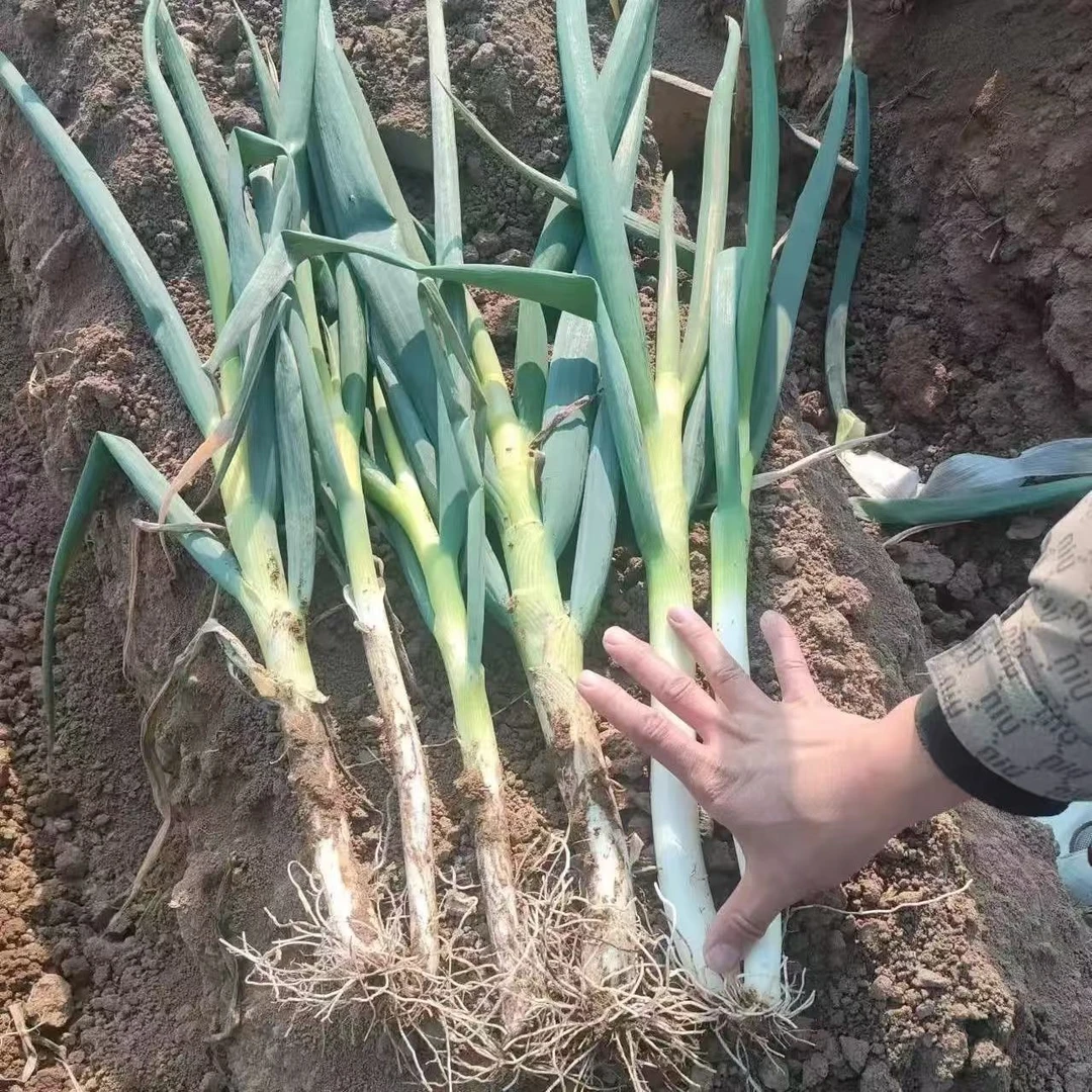 【助农直播】 密云东庄禾村种植大葱 先拔发货 铁杆大葱葱香味浓 京津冀次日达铁杆大葱铁杆大葱