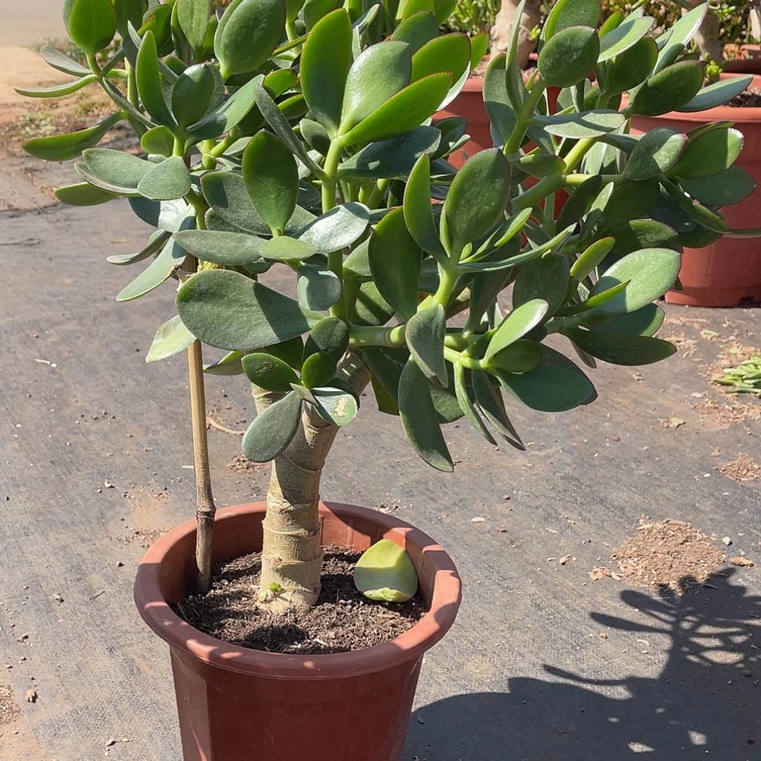 4年青叶玉树带土球发货