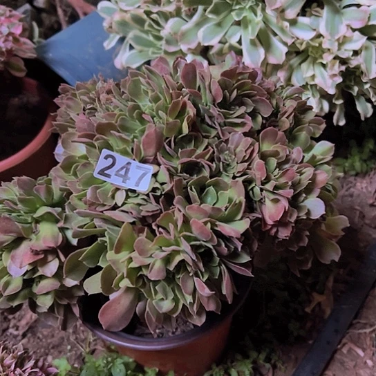 肉****多肉植物一个玫瑰