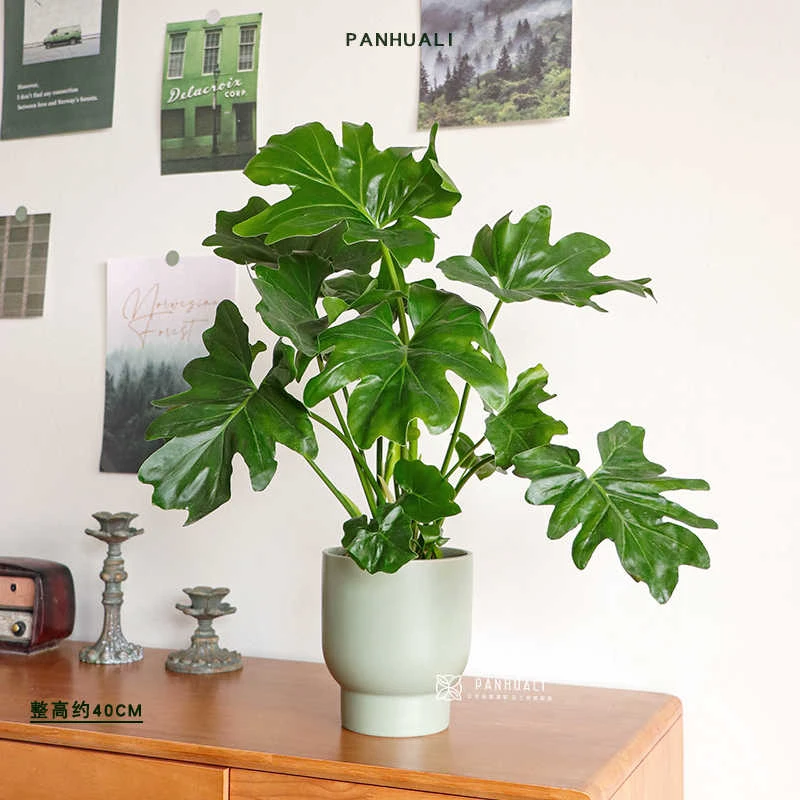 春雨绿植盆栽花卉植物室内易养活春羽无土春羽水培植物室内好养