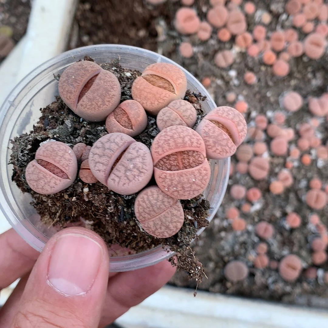 元***1C763多肉植物保护研究所