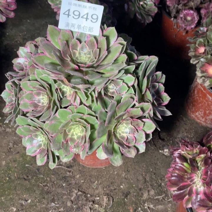 4949粉花妖的的多肉的