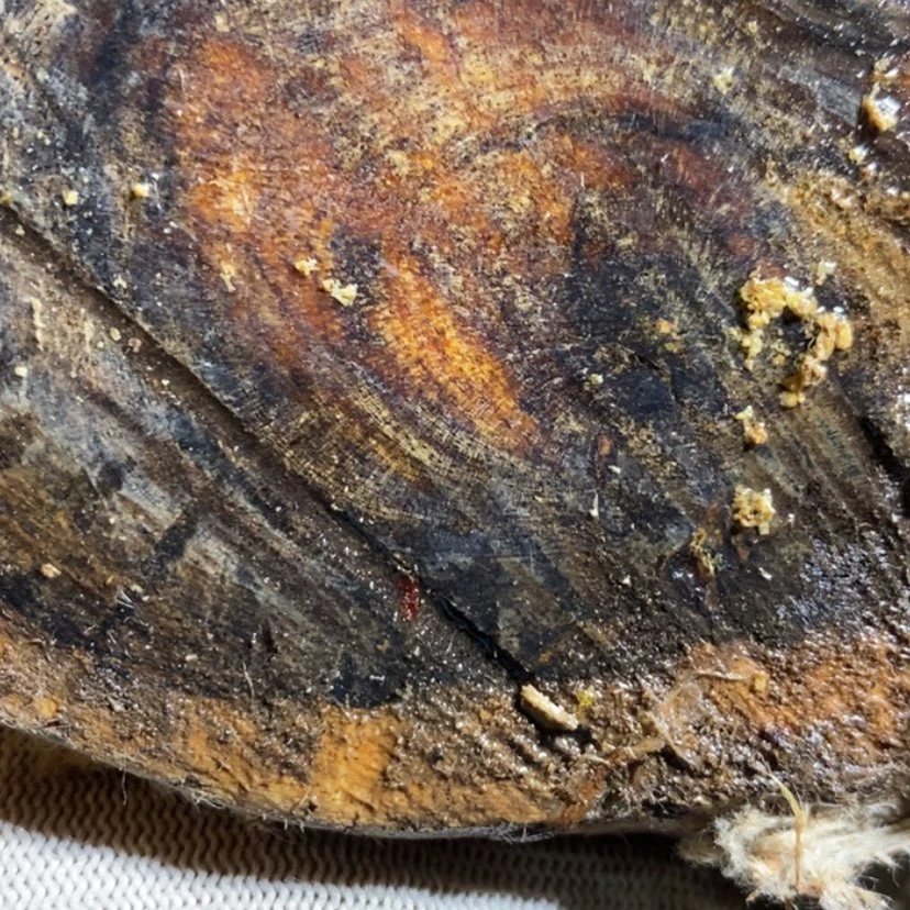 【闪购商品】把件贡木D****G私人空间