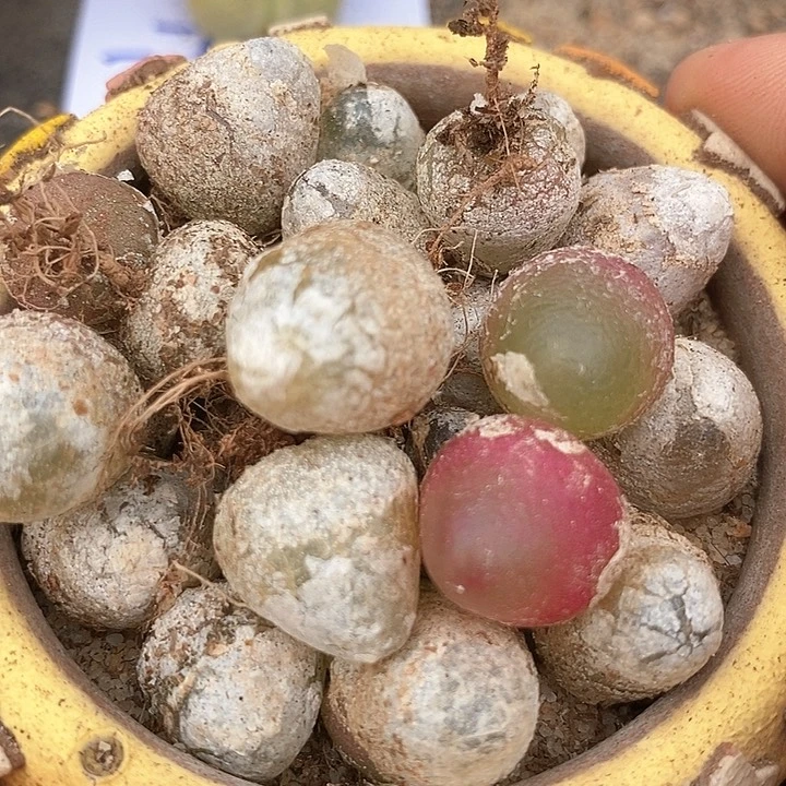 灯泡一颗