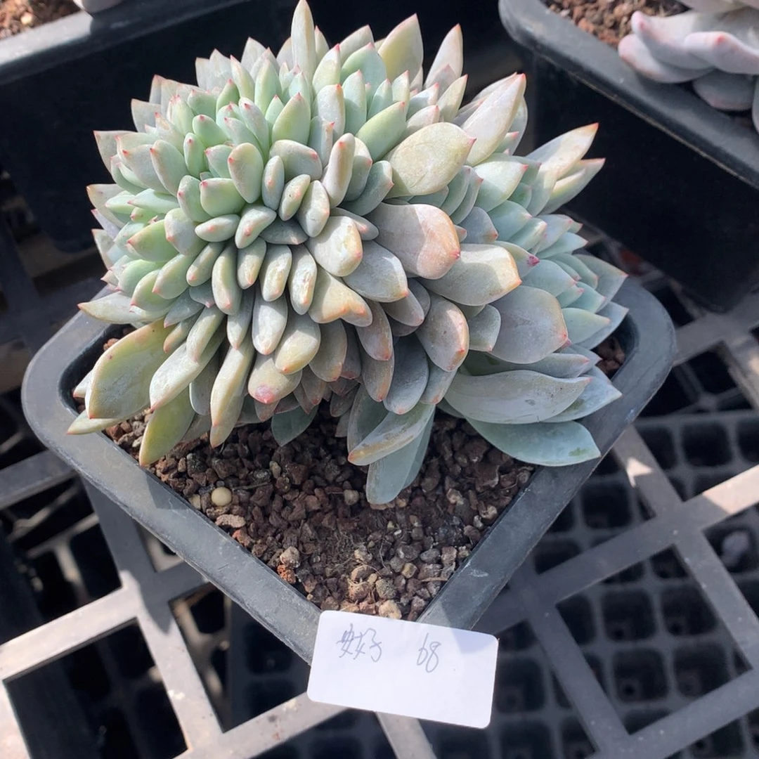 安*?橙子缀（安好