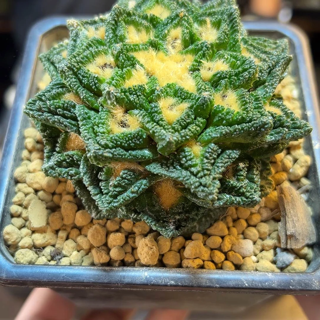 19号自根螺旋辛盾8公分