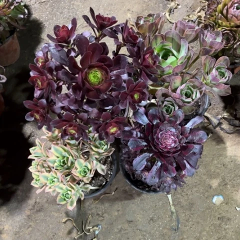 067多肉植物组合
