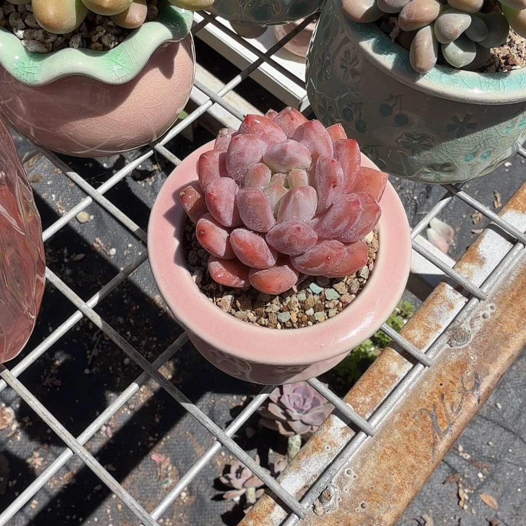半夏带盆多肉植物