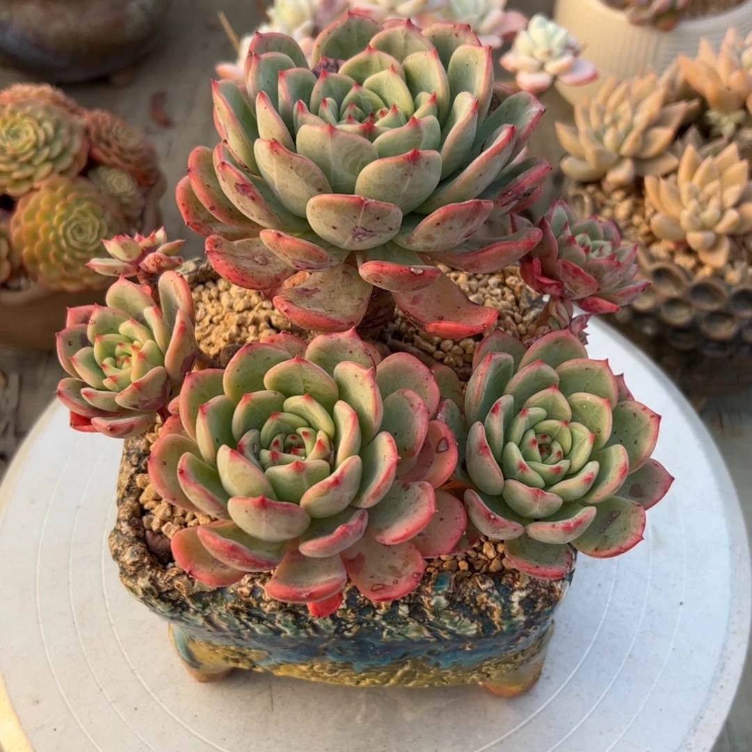 三文鱼48 零零多肉植物