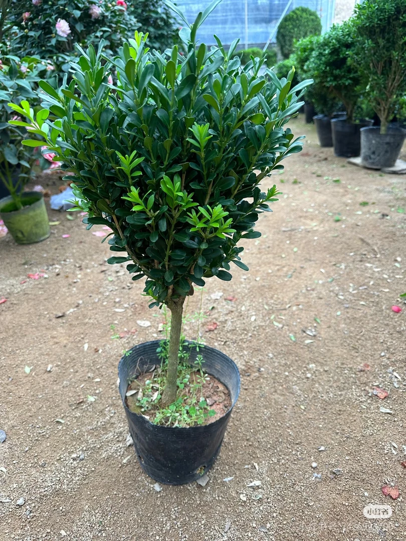 雀舌黄杨小苗庭院别墅绿植四季常绿盆栽地栽基地直发