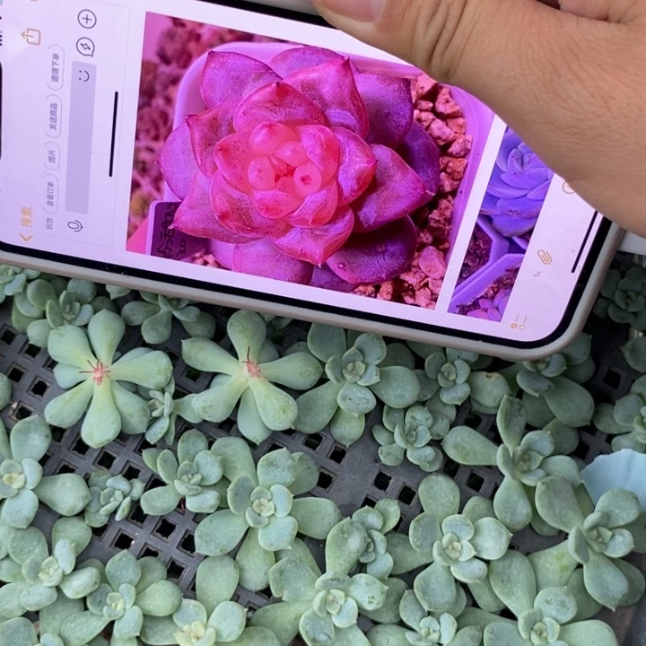 粉甜心201砍头2颗多肉