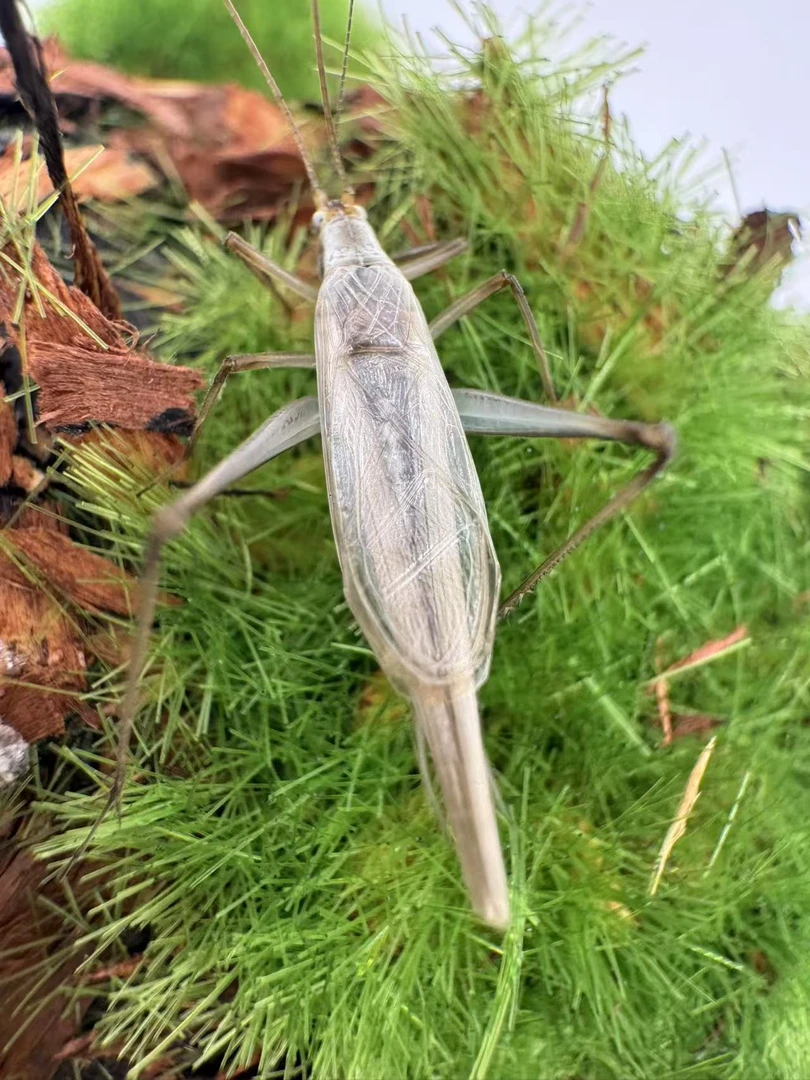 黑紫竹蛉不分昼夜鸣叫鸣虫明信片