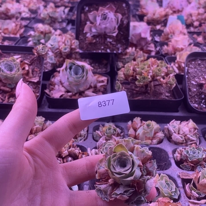 8377玫瑰玫瑰玫瑰玫瑰