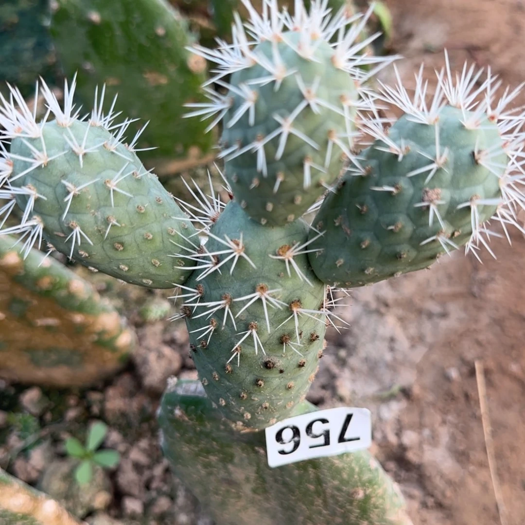 【闪购商品】无花朵@****@原地白756