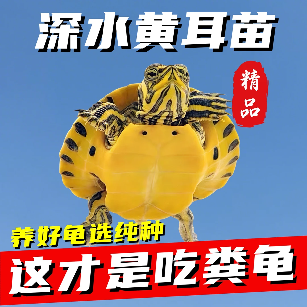 超小黄耳龟鱼缸混养清洁鱼粪深水金边稀有迷你黄耳龟小乌龟吃鱼粪