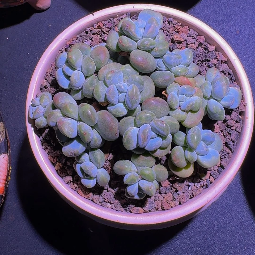 香玉 群生 一物一拍