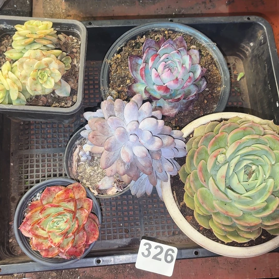 多的植物空牌326号