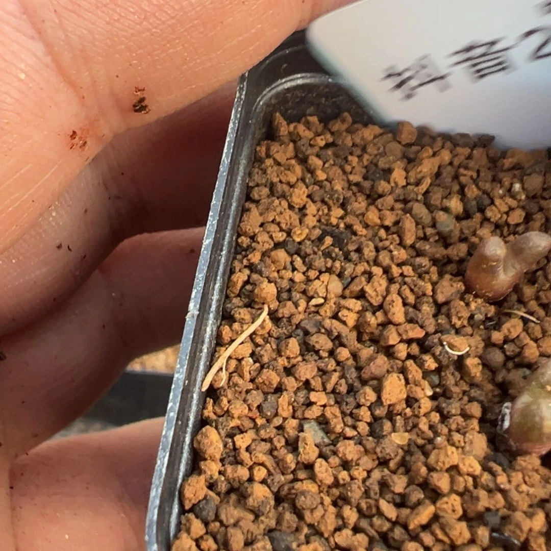 刘*人20-176火柴头多肉植物，