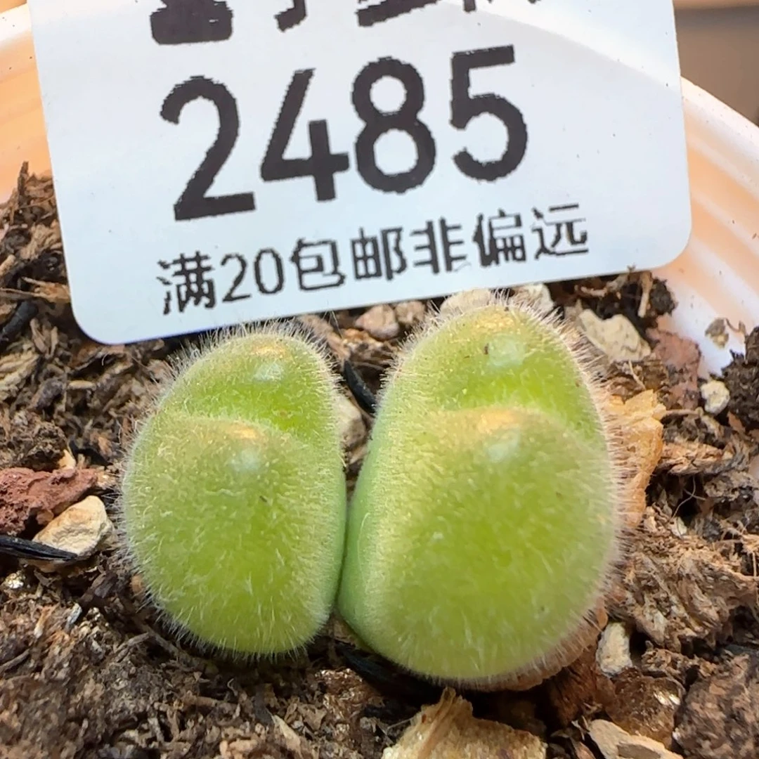 福利长毛带盆土。