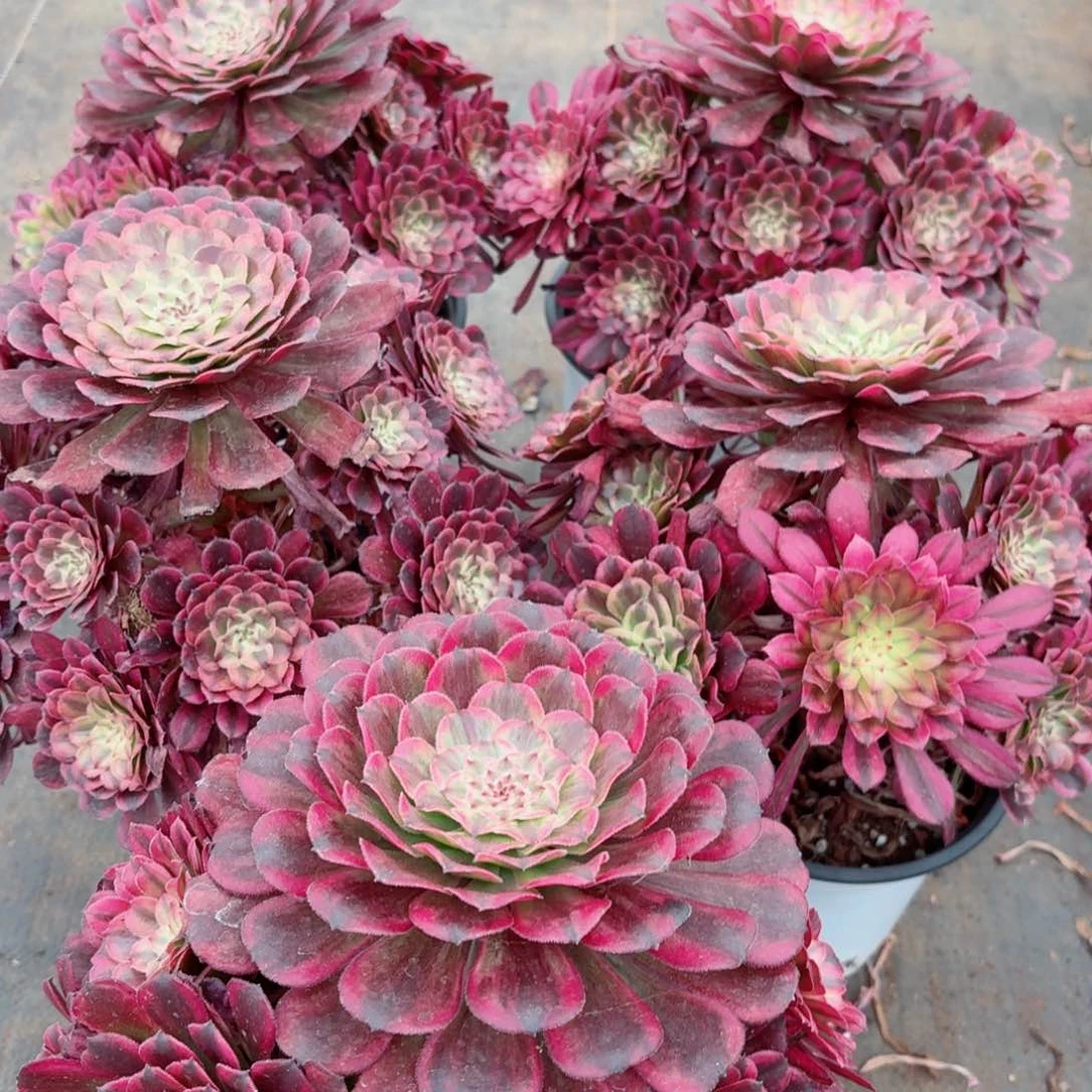 180云彩捧花多肉法师量拍一颗