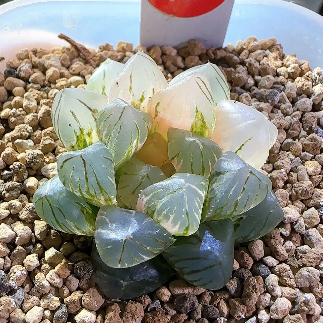 487号OM玉露锦一物一拍带盆土