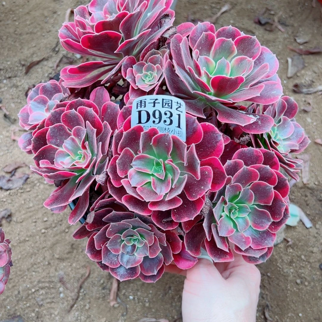 931凤冠尺寸20左右