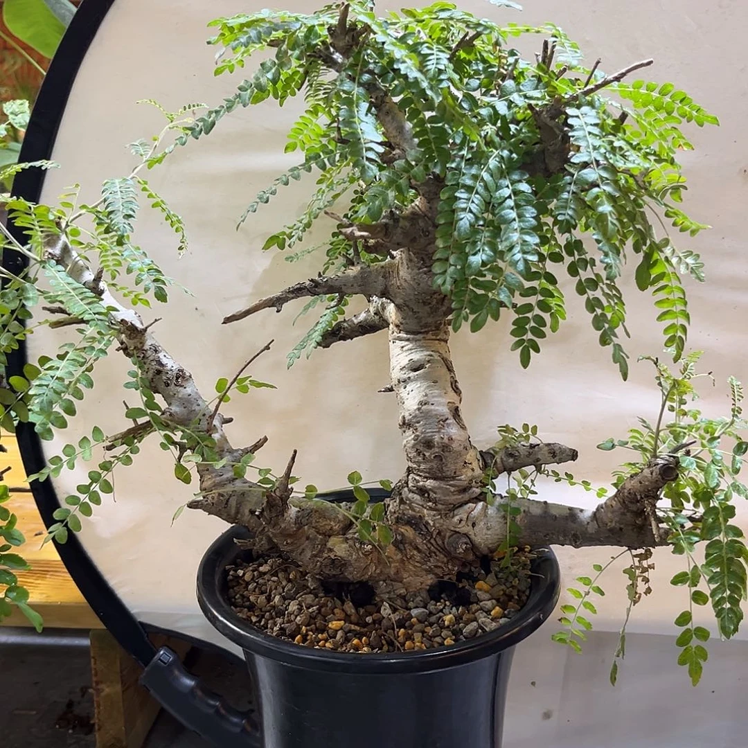 汤圆植物尼勒达橄榄