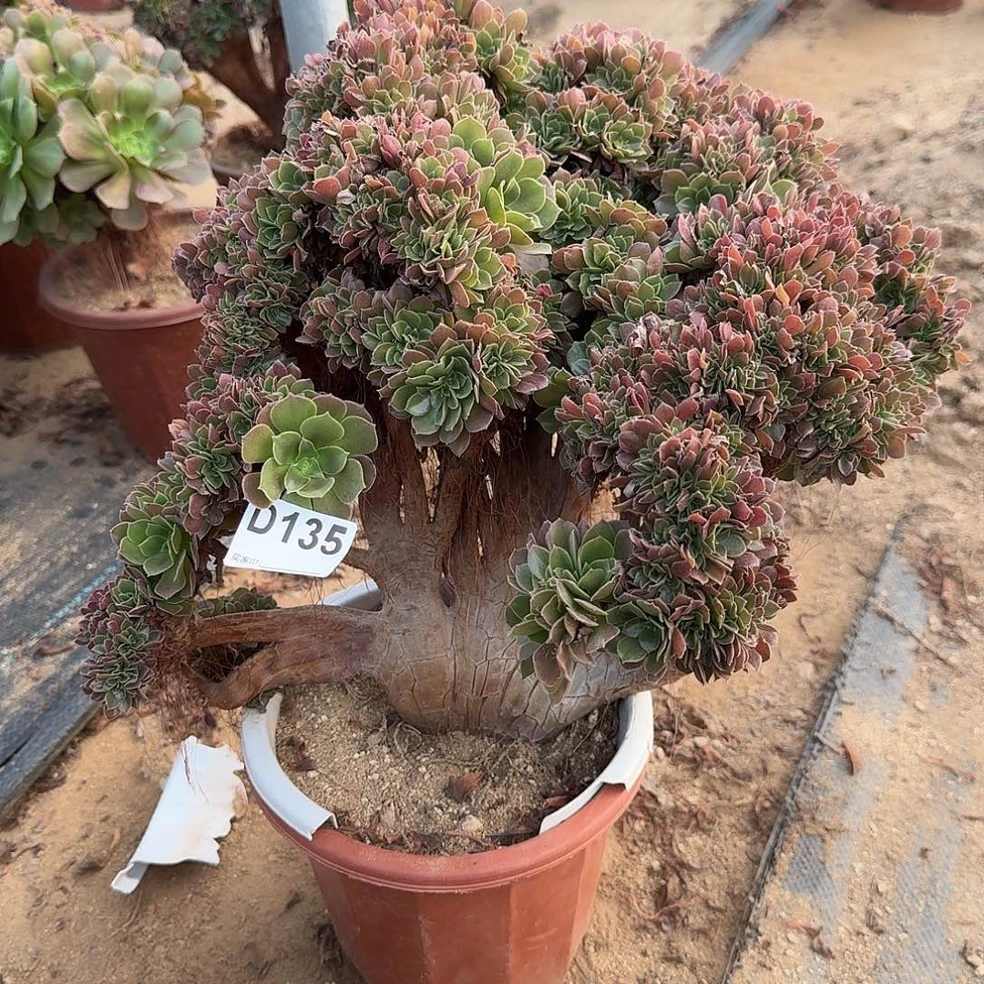 135玫瑰朵朵一颗呀呀