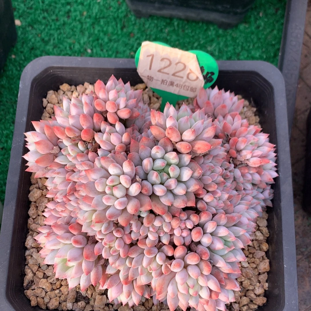 明珠美人无砍平头1228