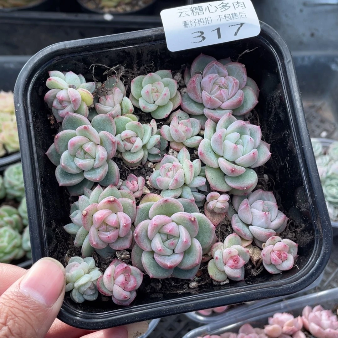 云糖心多肉植物317