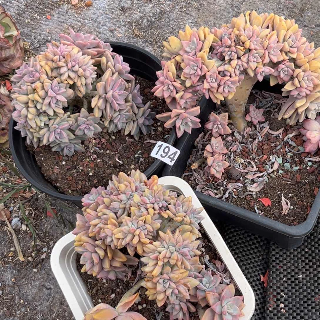 多肉植物三颗淡雪缀194