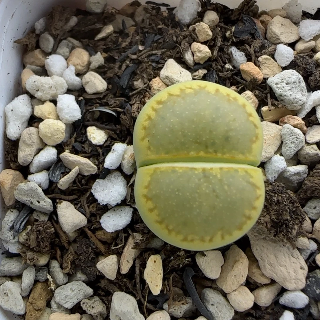 465球体星空绿菊饼福利