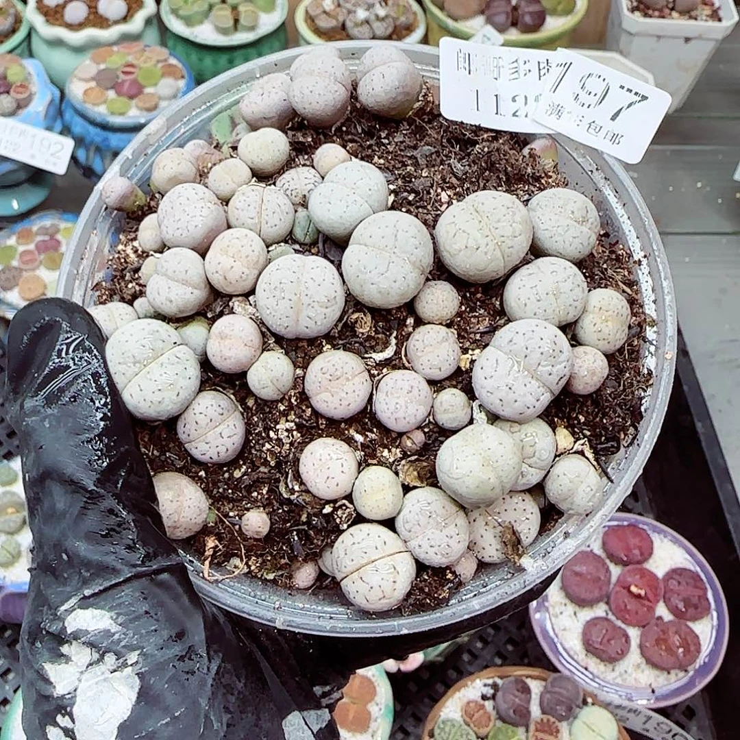 生石花满18包邮1122-197