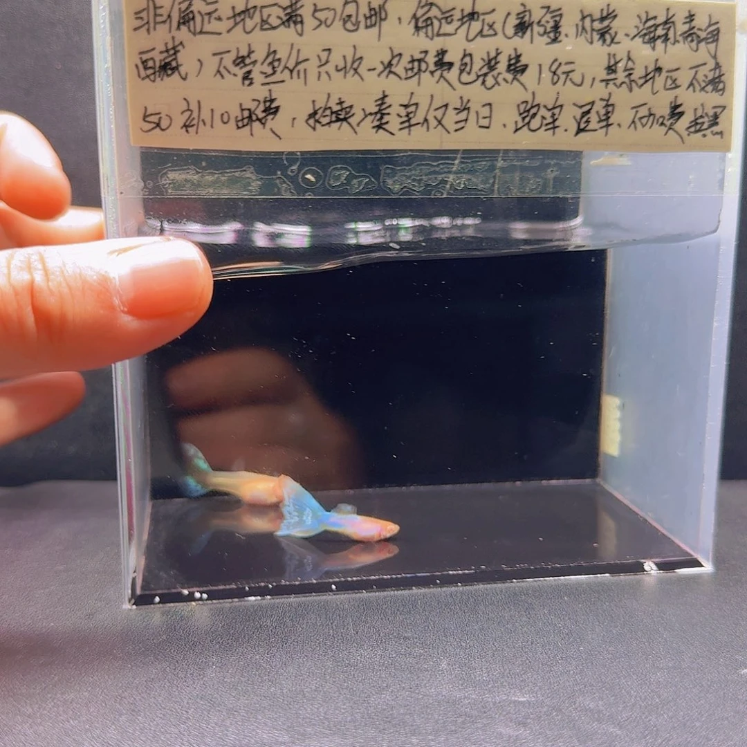 孔雀鱼新加蓝马赛克一对