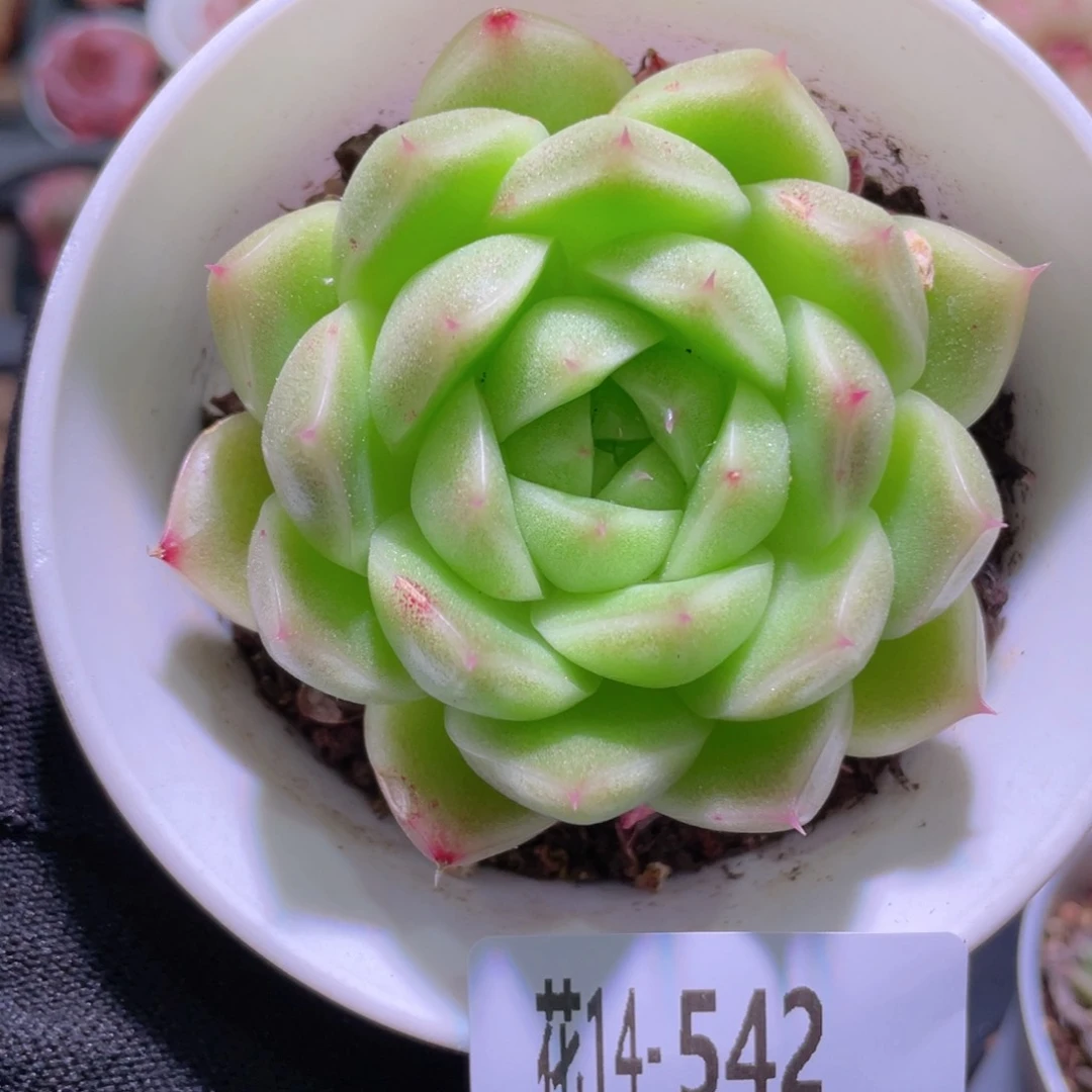 花利美14-542麦秆