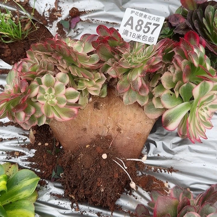 多肉法师淘宝福利