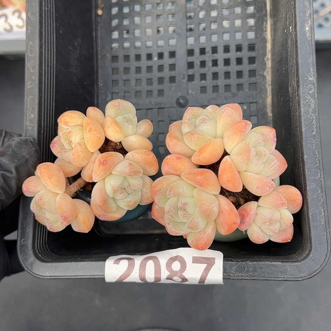 2087，俩个四头冰玉带盆发的