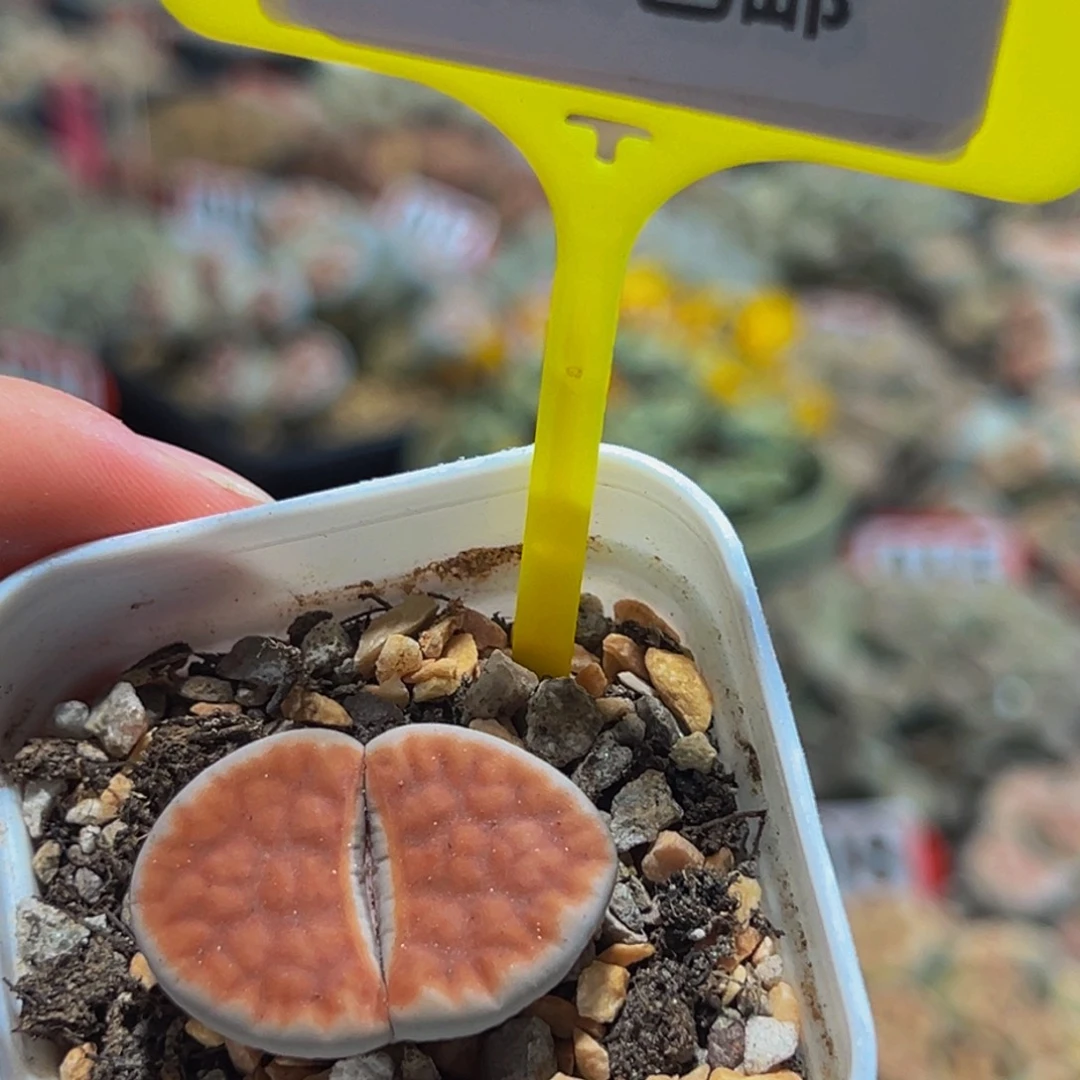 生石花大群生一物一拍 793