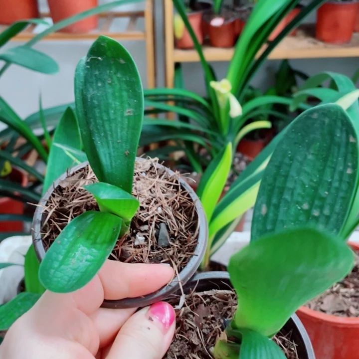 完全开放君子兰开花好看