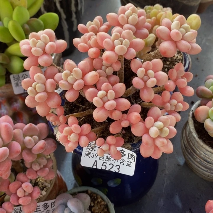 鱼子酱老桩12cm523多肉植物
