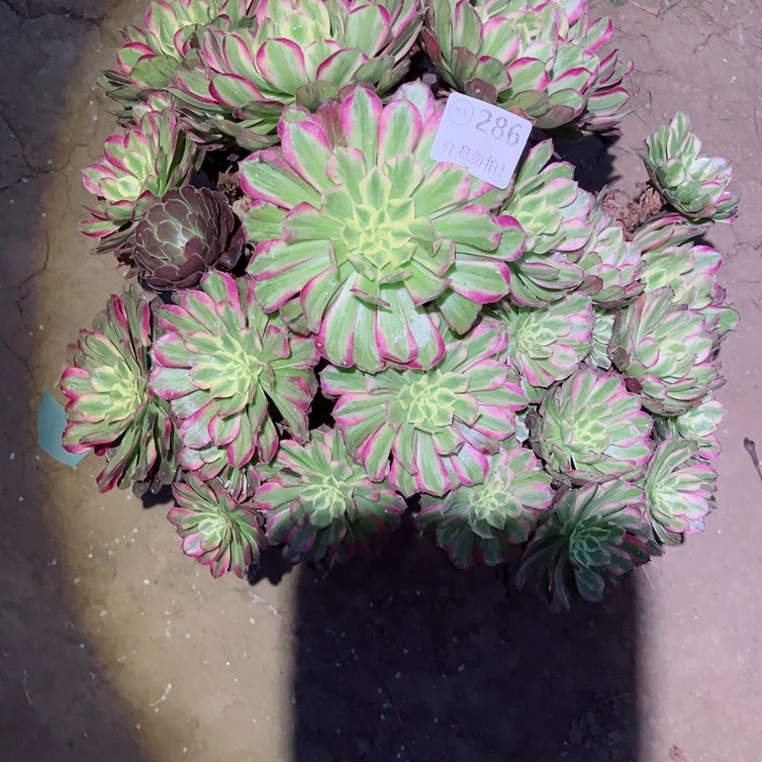 无花朵多肉植物286